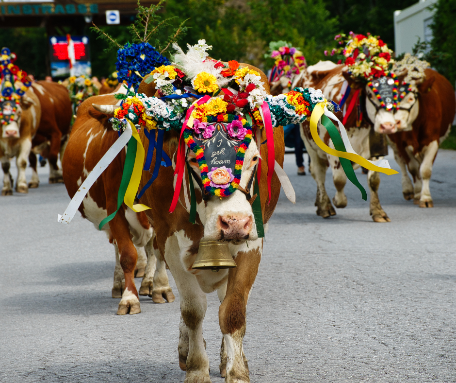 Almabtrieb cattle, Austria