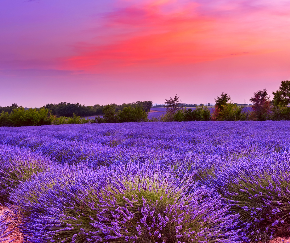 Provence, France Lavender Field