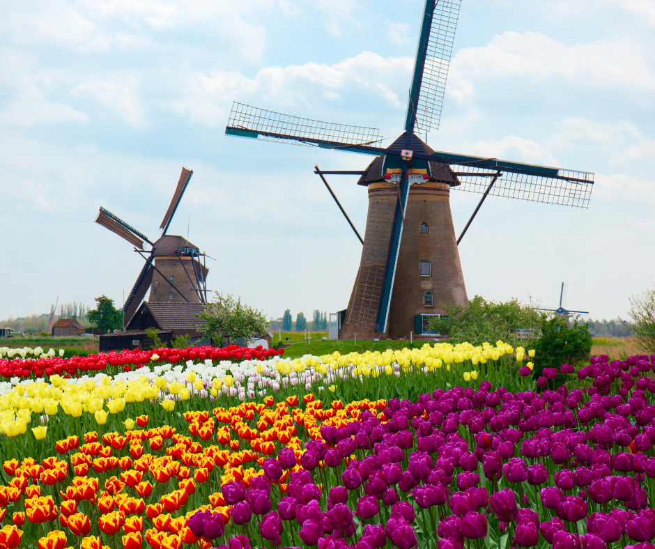 Tulip fields in Netherlands