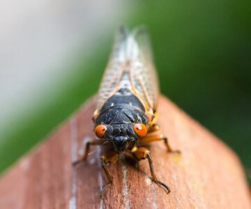 cicada close up