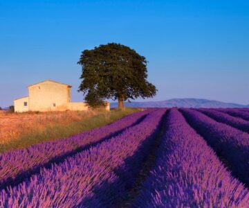 lavender fields provence france